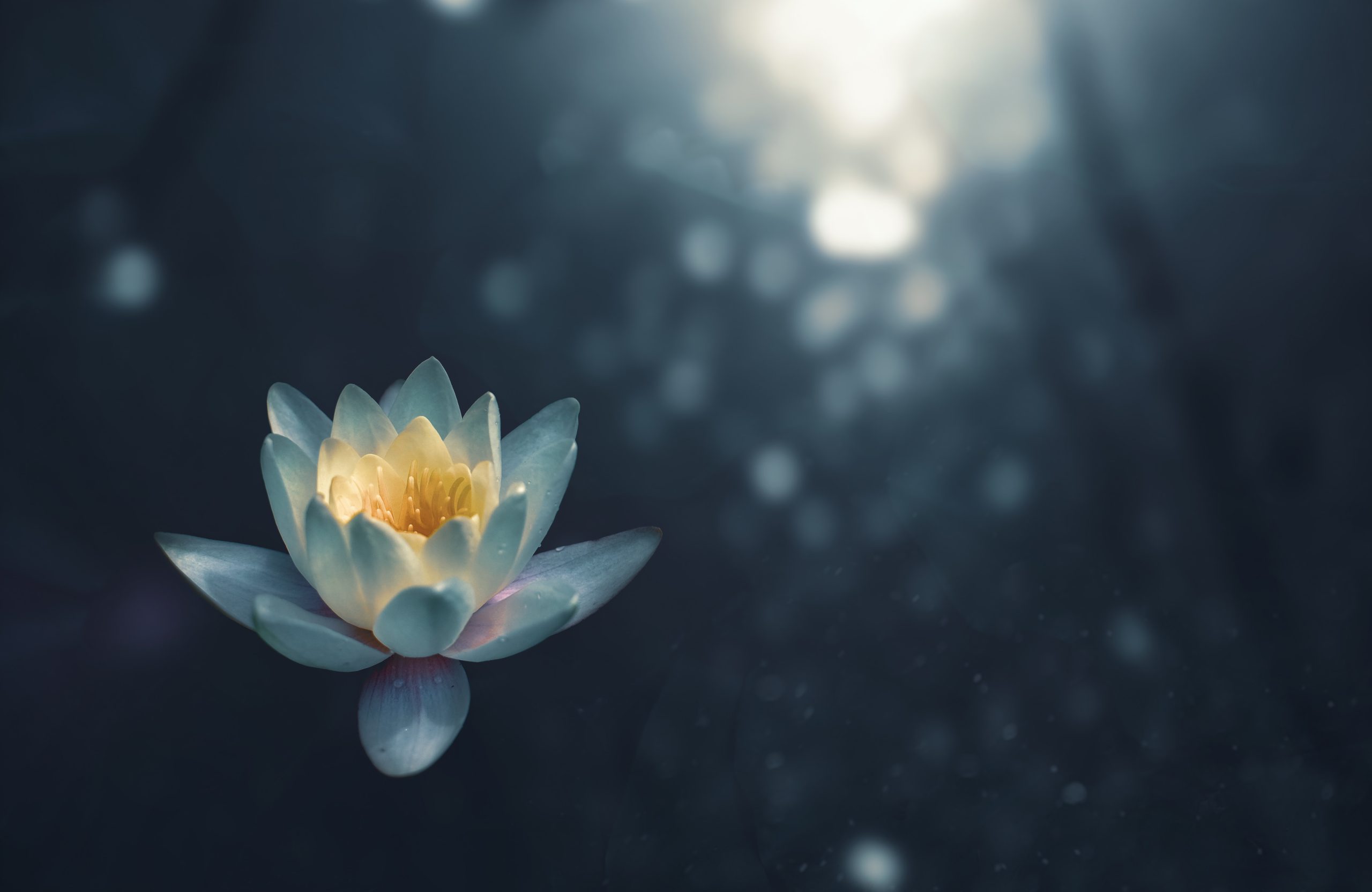 New Moon Meditation: Sowing Seeds for Love, Joy & Abundance