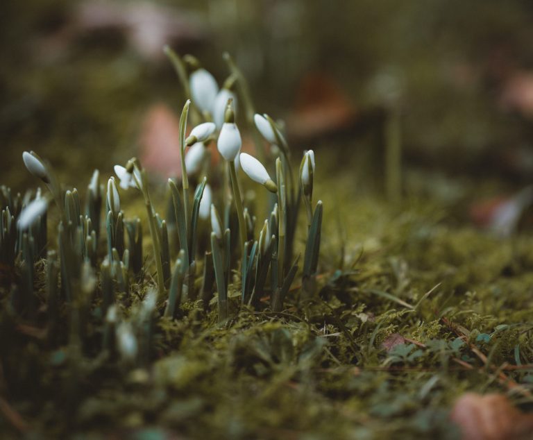 imbolc