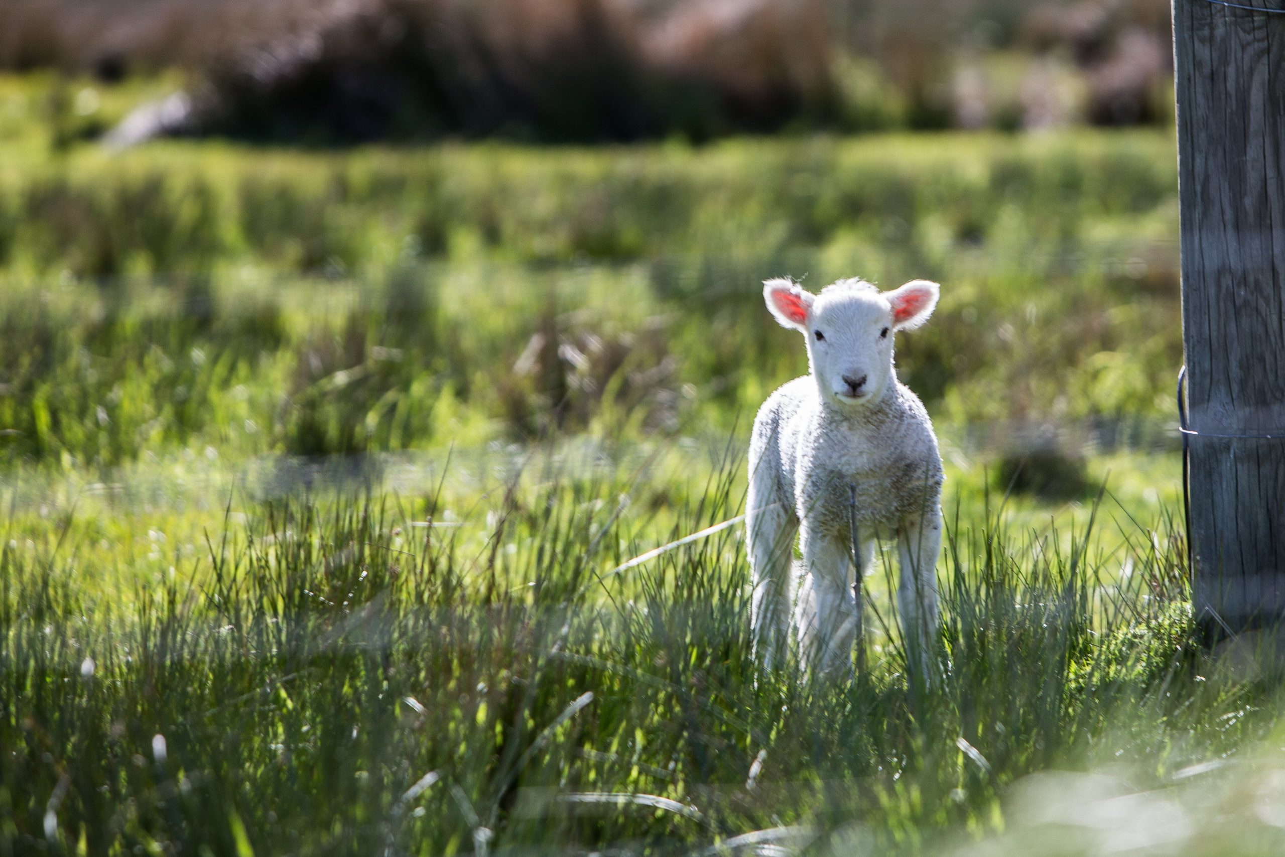 6 Suggestions to Harness the Energy of Spring, to Spring Forward in your Life.